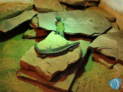 Foto aus Zoo Vivarium von leod1982