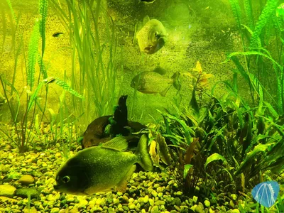 Foto aus Zoo Vivarium von leod1982
