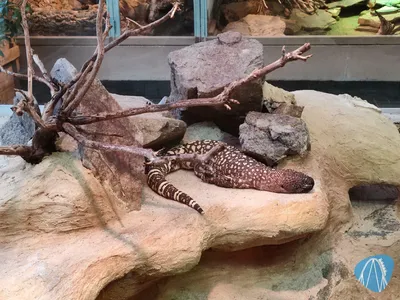 Foto aus Zoo Vivarium von leod1982