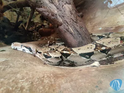 Foto aus Zoo Vivarium von leod1982
