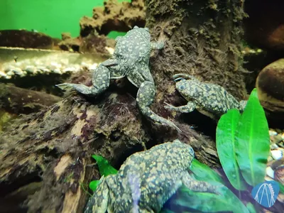 Foto aus Zoo Vivarium von leod1982