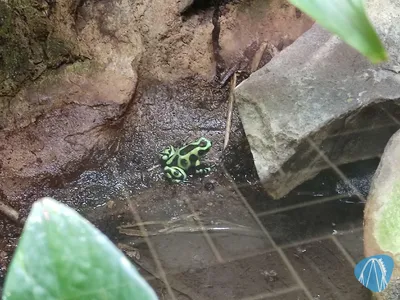 Foto aus Zoo Vivarium von leod1982
