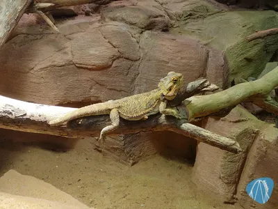Foto aus Zoo Vivarium von leod1982