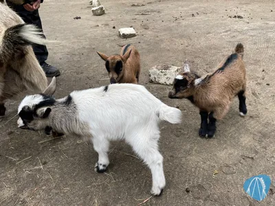 Foto aus Magic Park Verden von stoppel