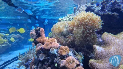 Foto aus SEA LIFE Speyer von coaster_Markus