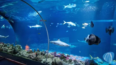 Foto aus SEA LIFE Speyer von coaster_Markus