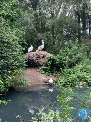 Foto aus ZooParc Overloon von Annika