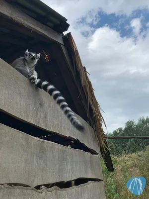 Foto aus ZooParc Overloon von Annika
