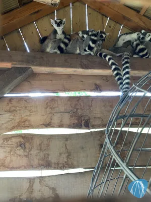 Foto aus ZooParc Overloon von Annika