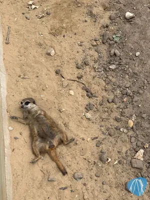 Foto aus ZooParc Overloon von Annika