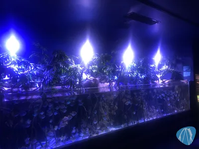 Foto aus Atlantis Aquarium Madrid von Jubei1982