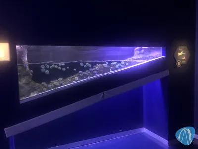 Foto aus Atlantis Aquarium Madrid von Jubei1982