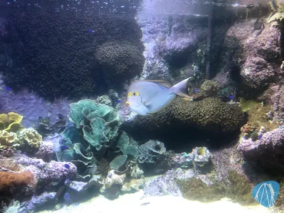 Foto aus Atlantis Aquarium Madrid von Jubei1982