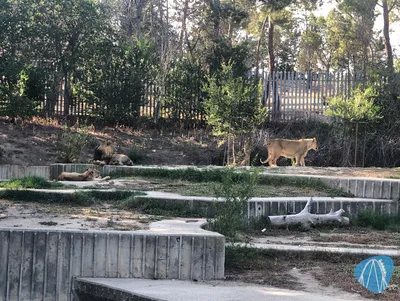 Foto aus Zoo Aquarium de Madrid von Jubei1982
