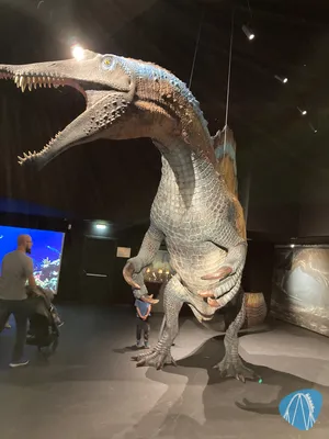 Foto aus Aquarium Wilhelmshaven von Chrissy