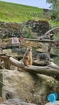 Foto aus Opel-Zoo von Mukkel