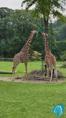 Foto aus Opel-Zoo von Mukkel