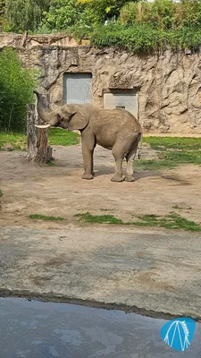Foto aus Opel-Zoo von Mukkel