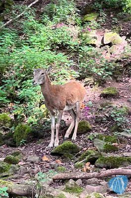 Foto aus Eifelpark von Marco