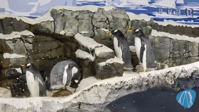 Foto aus SEA LIFE Konstanz von coaster_Markus