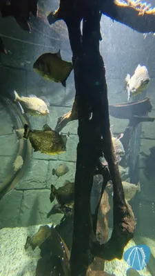 Foto aus SEA LIFE Konstanz von coaster_Markus