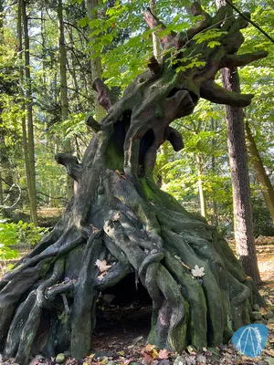 Foto aus Erse Park von Babyboomer