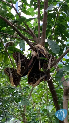 Foto aus Burgers` Zoo von Stefan