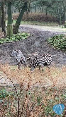 Foto aus Burgers` Zoo von Stefan