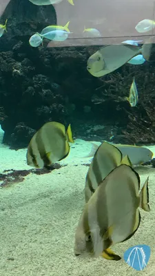 Foto aus Burgers` Zoo von Stefan