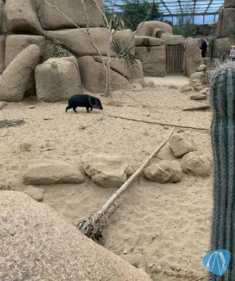Foto aus Burgers` Zoo von Stefan