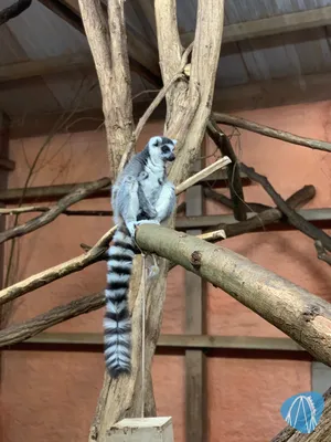 Foto aus Burgers` Zoo von Annika