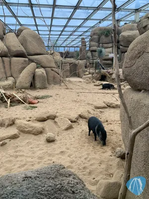Foto aus Burgers` Zoo von Annika
