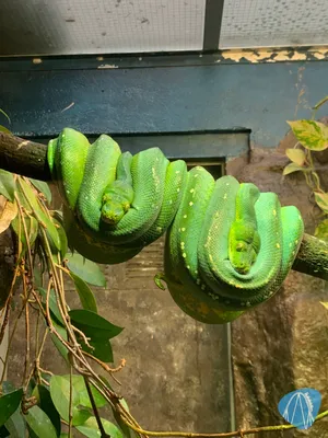 Foto aus Burgers` Zoo von Annika