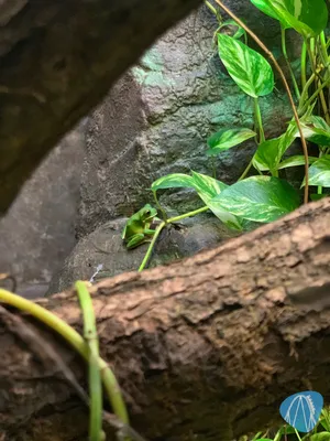 Foto aus Burgers` Zoo von Annika