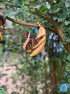 Foto aus Burgers` Zoo von Annika
