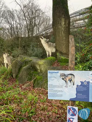 Foto aus Burgers` Zoo von Annika