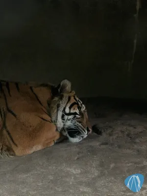 Foto aus Burgers` Zoo von Annika