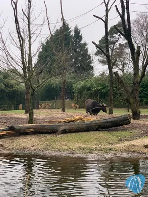 Foto aus Burgers` Zoo von Annika