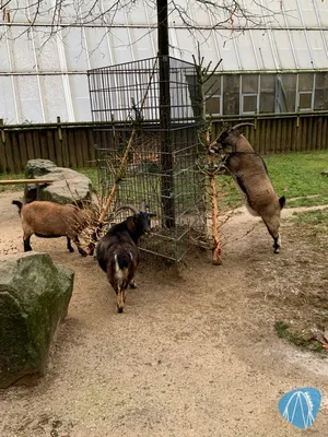 Foto aus Zoo Dortmund von Annika