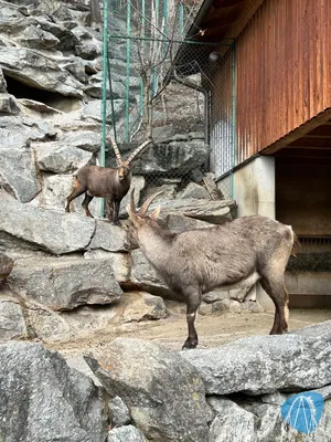 Foto aus Alpenzoo Innsbruck von Kerstin
