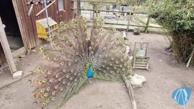 Foto aus Wildpark Schwarzach von coaster_Markus