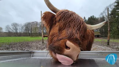 Foto aus Wildpark schwarze Berge von coaster_Markus