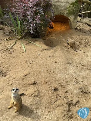 Foto aus Tierpark und Fossilium Bochum von RollerCoasterBuhmaus