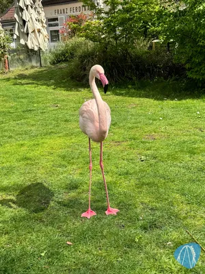 Foto aus Tierpark und Fossilium Bochum von RollerCoasterBuhmaus