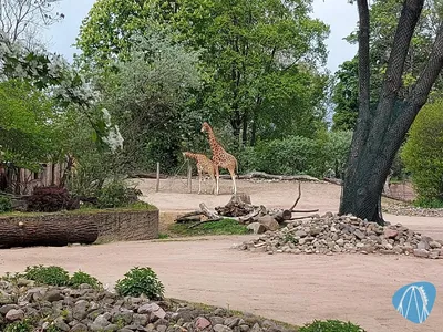 Foto aus Zoo Dresden von Chris92