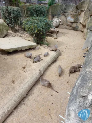 Foto aus Zoo Dresden von Chris92