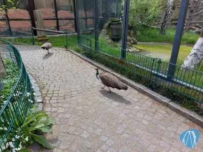 Foto aus Zoo Dresden von Chris92