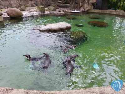 Foto aus Zoo Dresden von Chris92