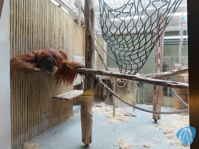 Foto aus Zoo Dresden von Chris92