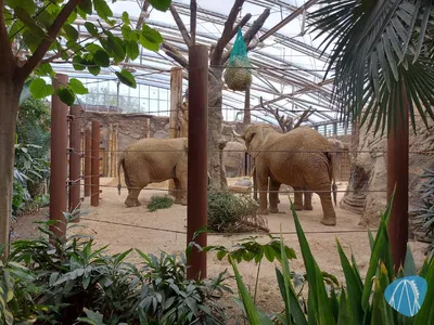 Foto aus Zoo Dresden von Chris92